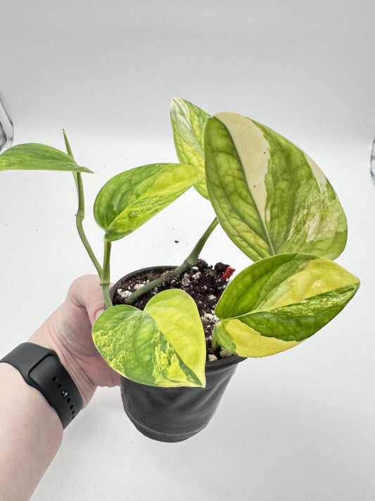 Monstera Peru Variegated