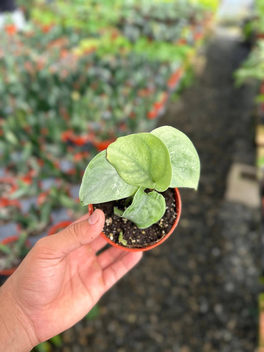 Scindapsus Pictus Platinum Java