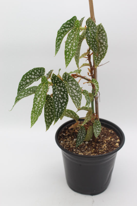 Angel Wing Begonia Double Dot