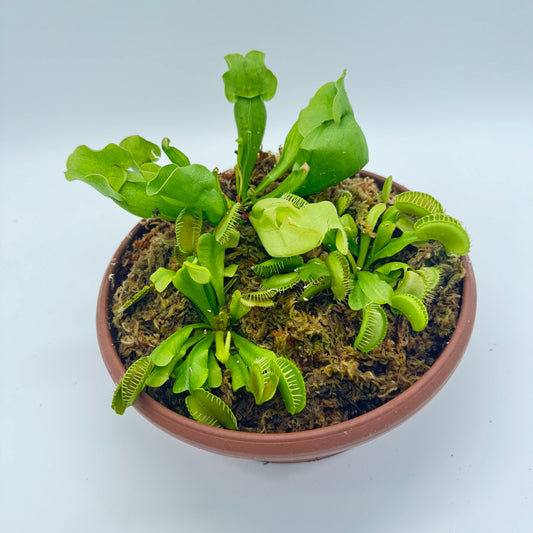 Carnivorous Bog Garden