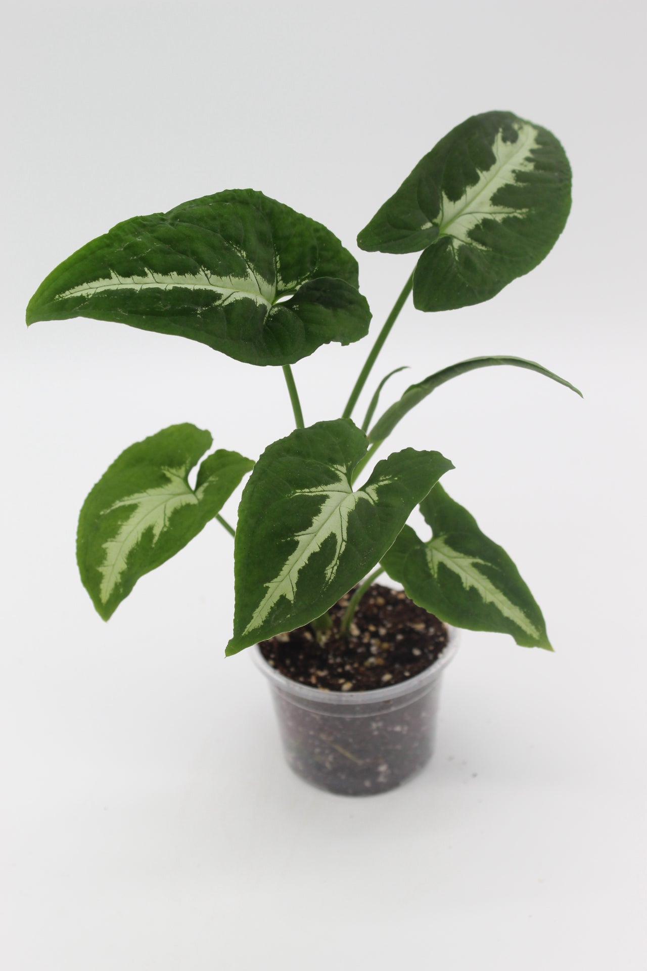 Syngonium Wendlandii