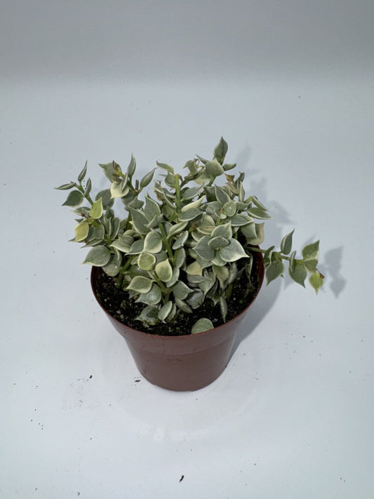 Hoya Dischidia Million Hearts Variegated