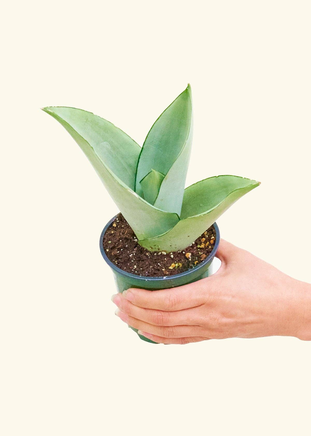 Sansevieria Trifasciata 'Moonshine'