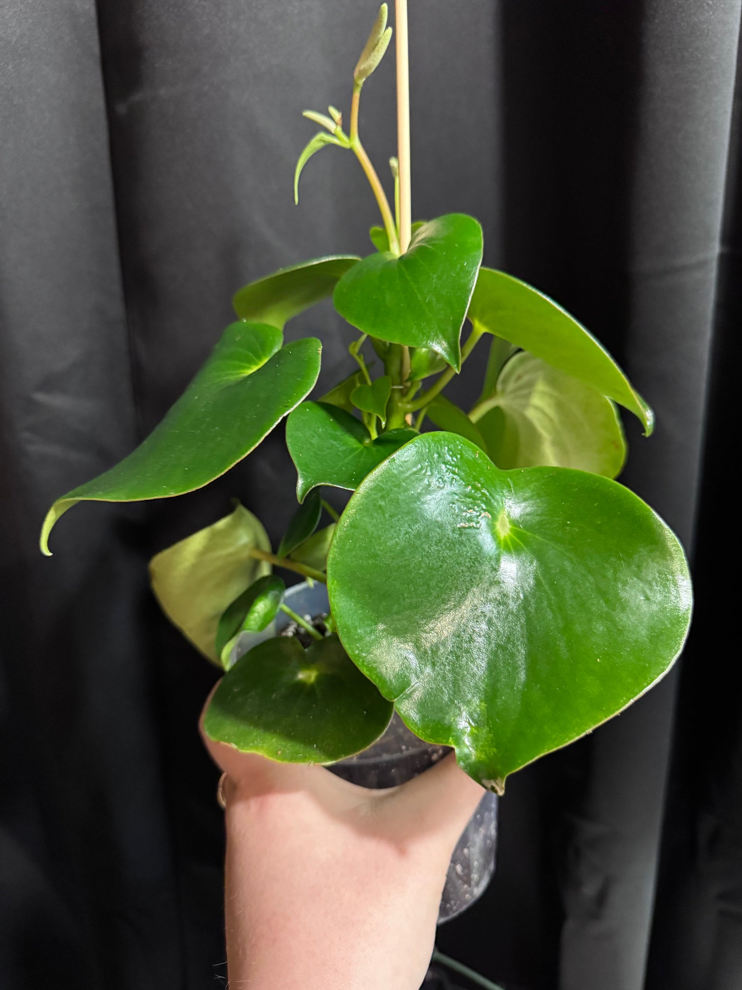 Peperomia Raindrop