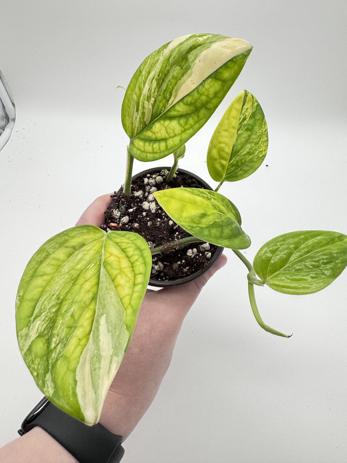 Monstera Peru Variegated