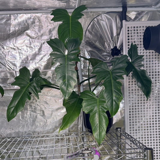 Philodendron Mottled Dragon