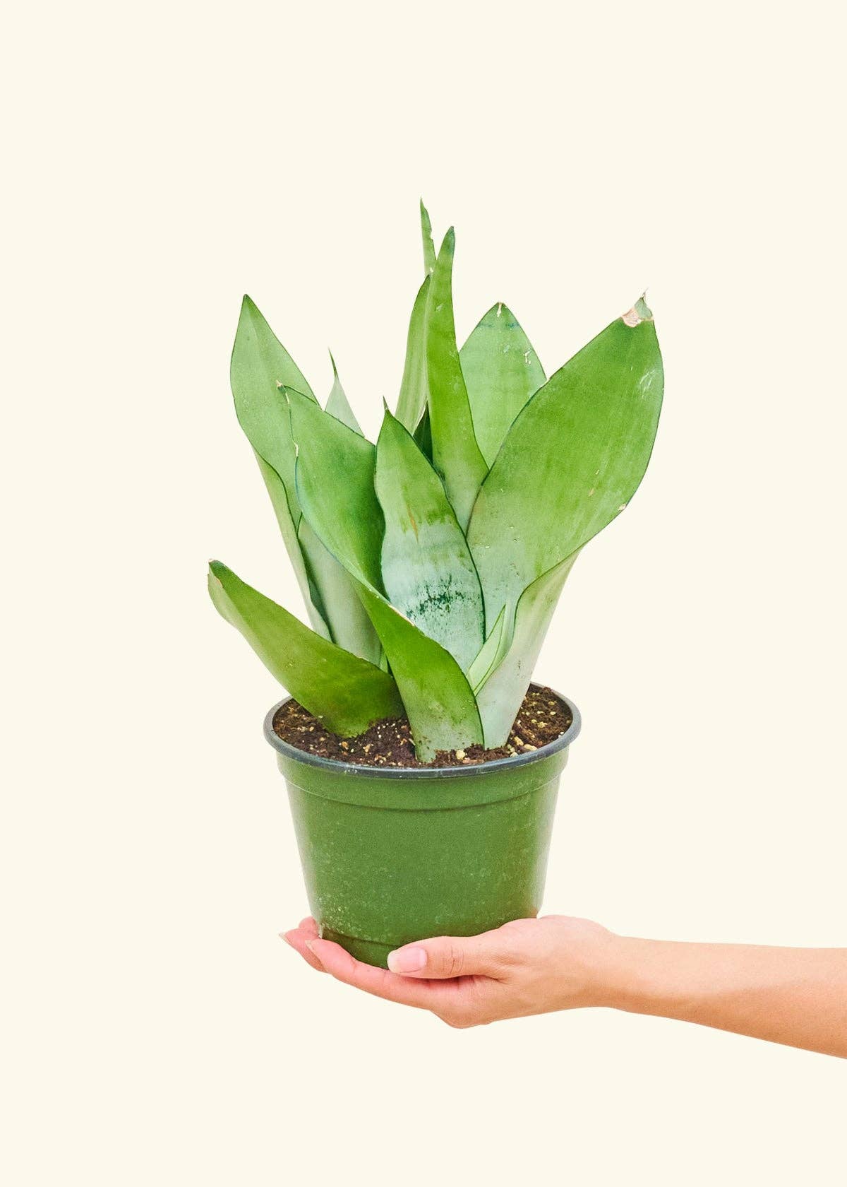 Sansevieria Trifasciata 'Moonshine'
