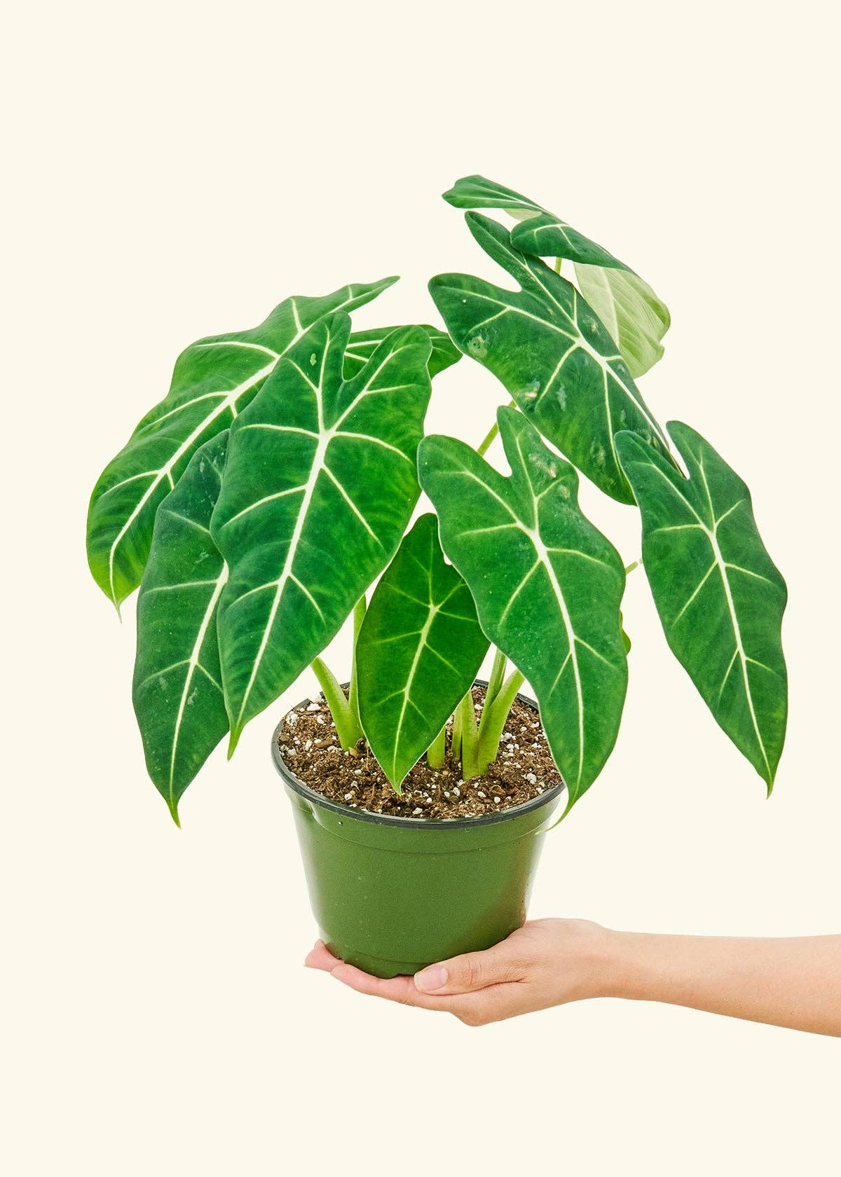 Alocasia Frydek