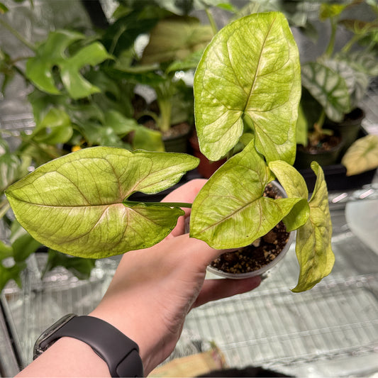 Syngonium Berry Allusion