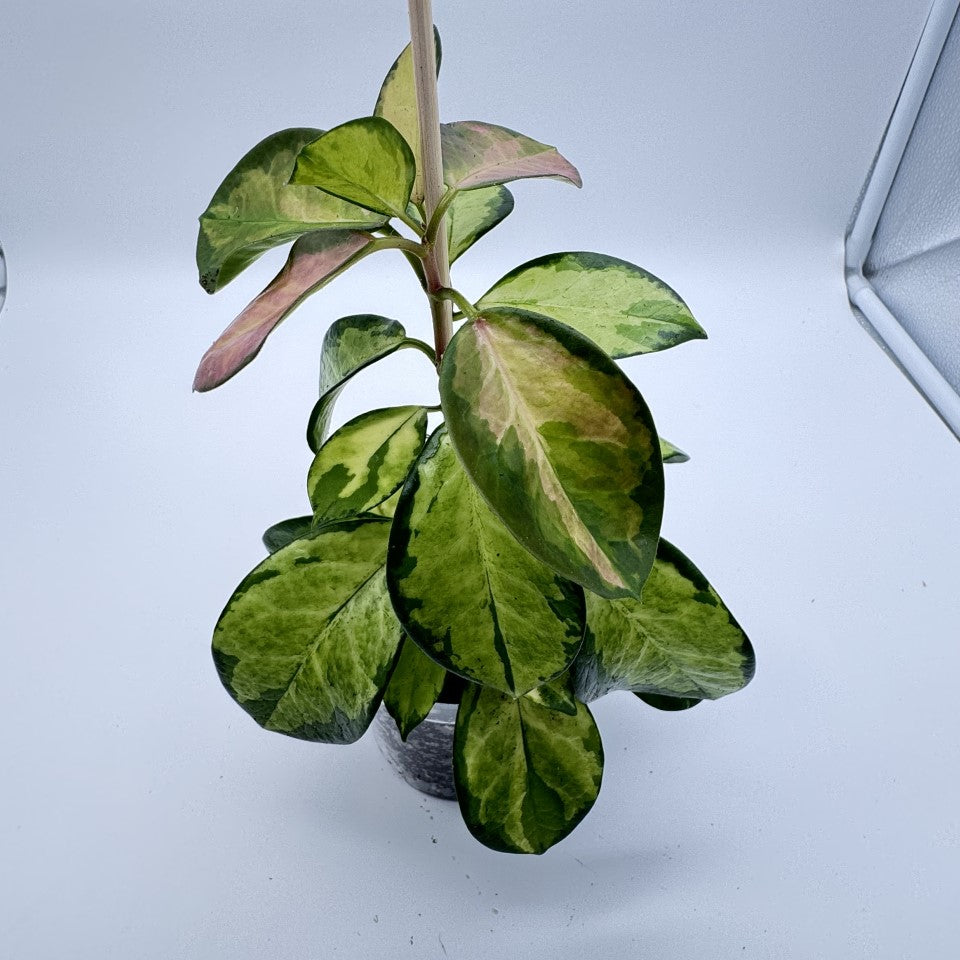 Hoya Australis 'Lisa'