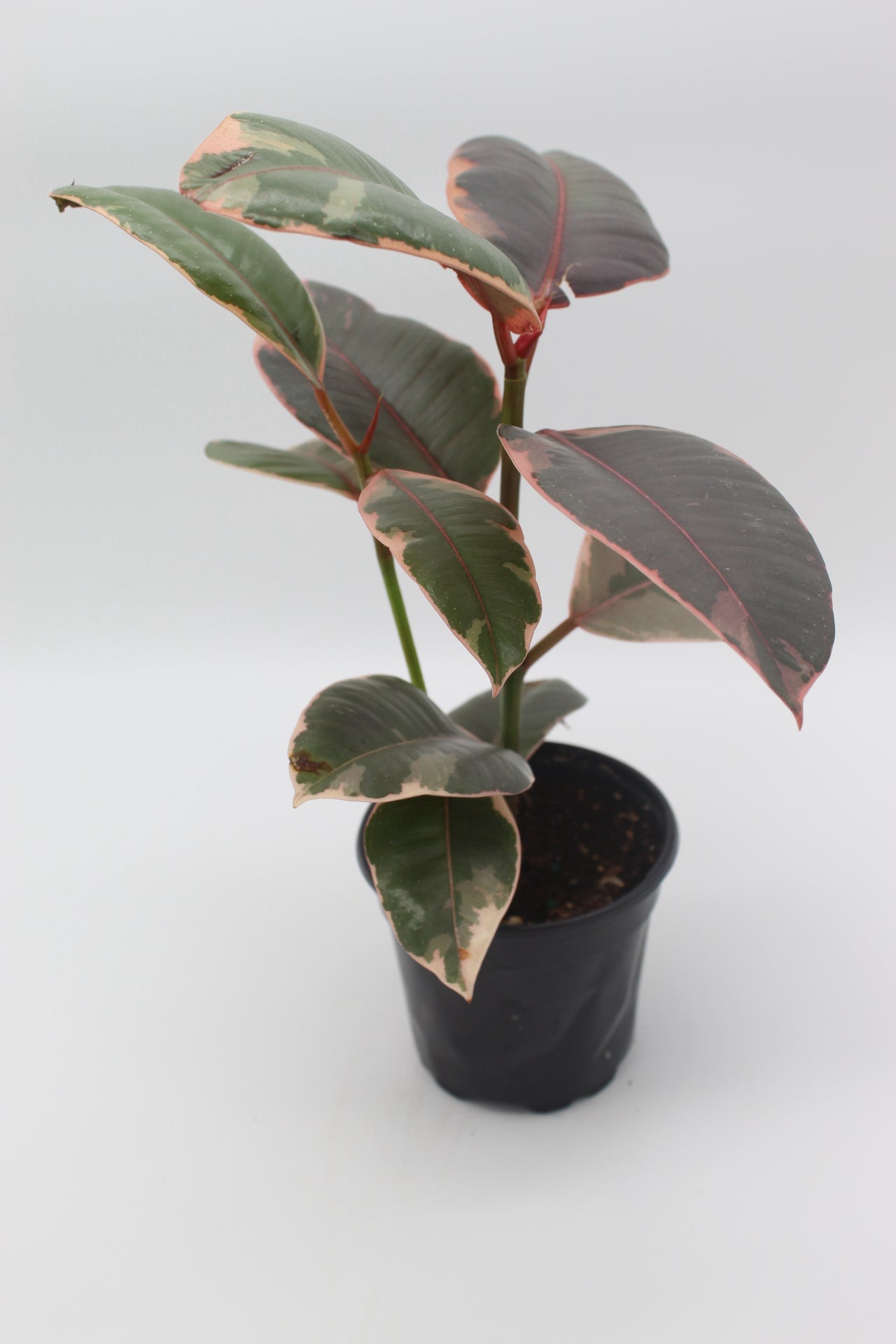 Ficus Elastica 'Ruby'
