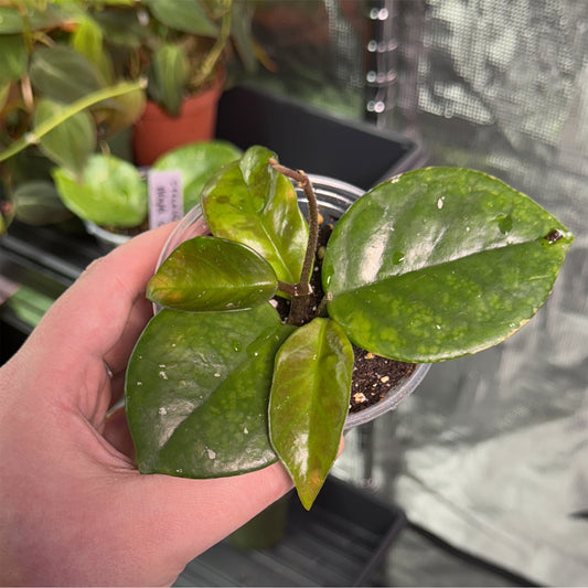 Hoya Carnosa Freckled Splash