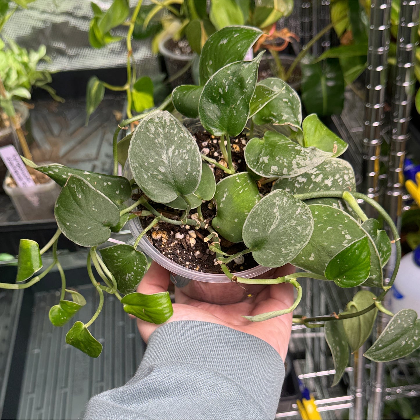 Scindapsus Silver Ann