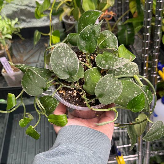 Scindapsus Silver Ann