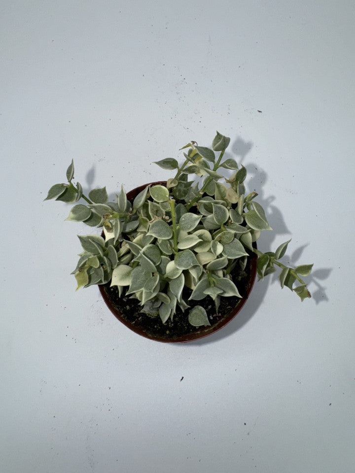 Hoya Dischidia Million Hearts Variegated