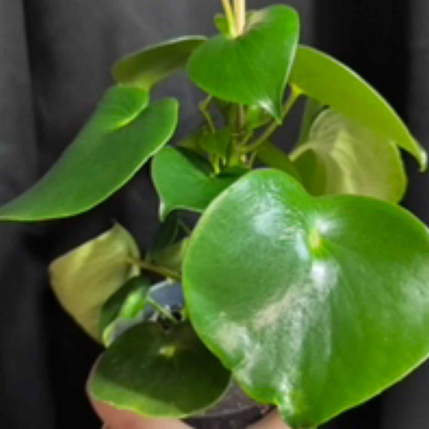 Peperomia Raindrop