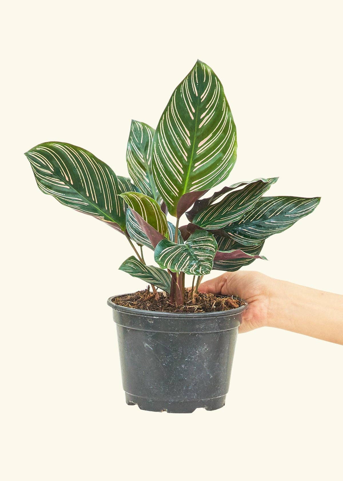 Calathea 'Pinstripe'