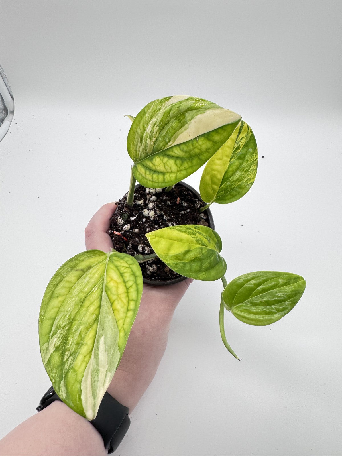 Monstera Peru Variegated