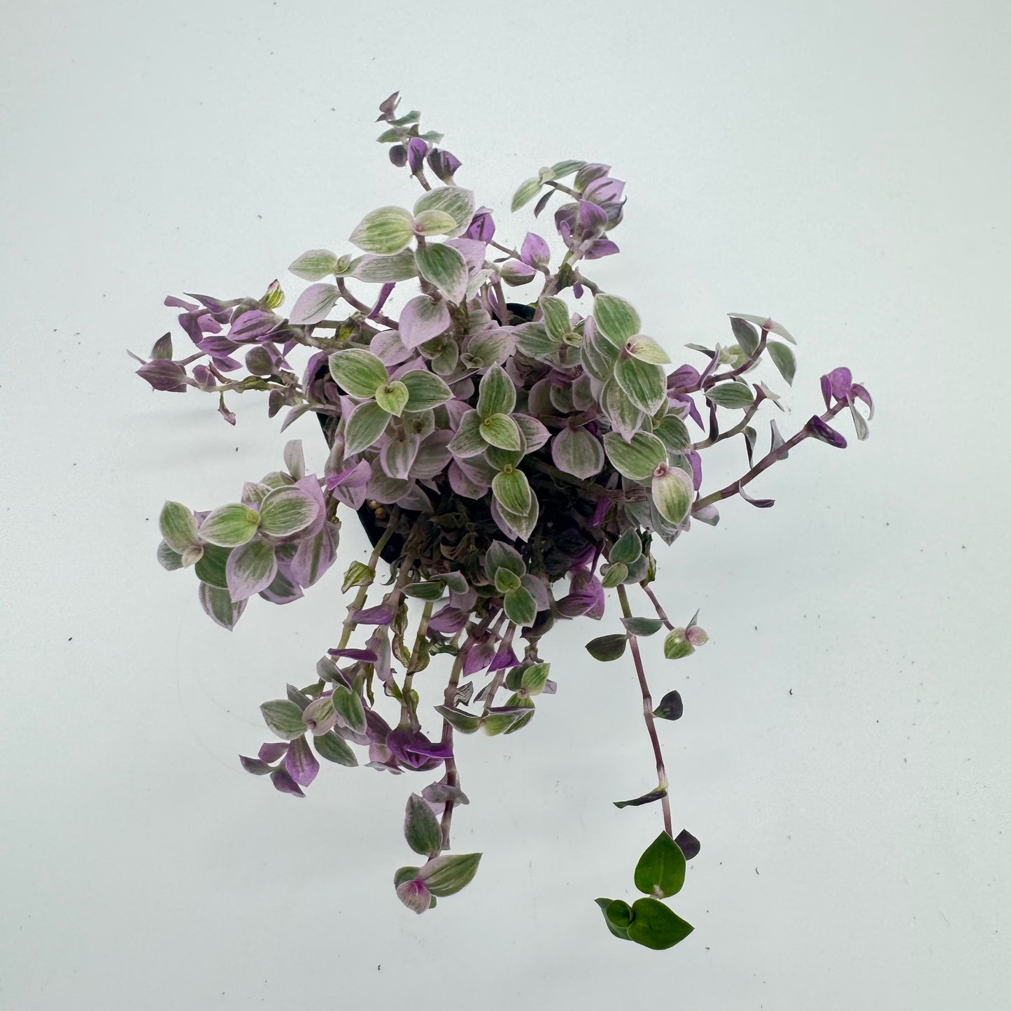 Callisia Repens F. Variegata