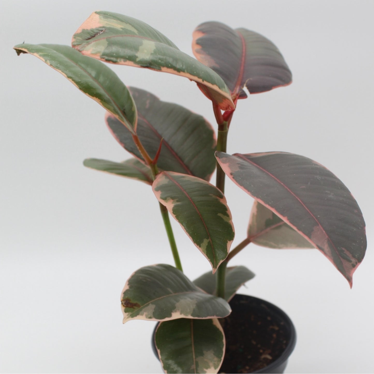 Ficus Elastica 'Ruby'