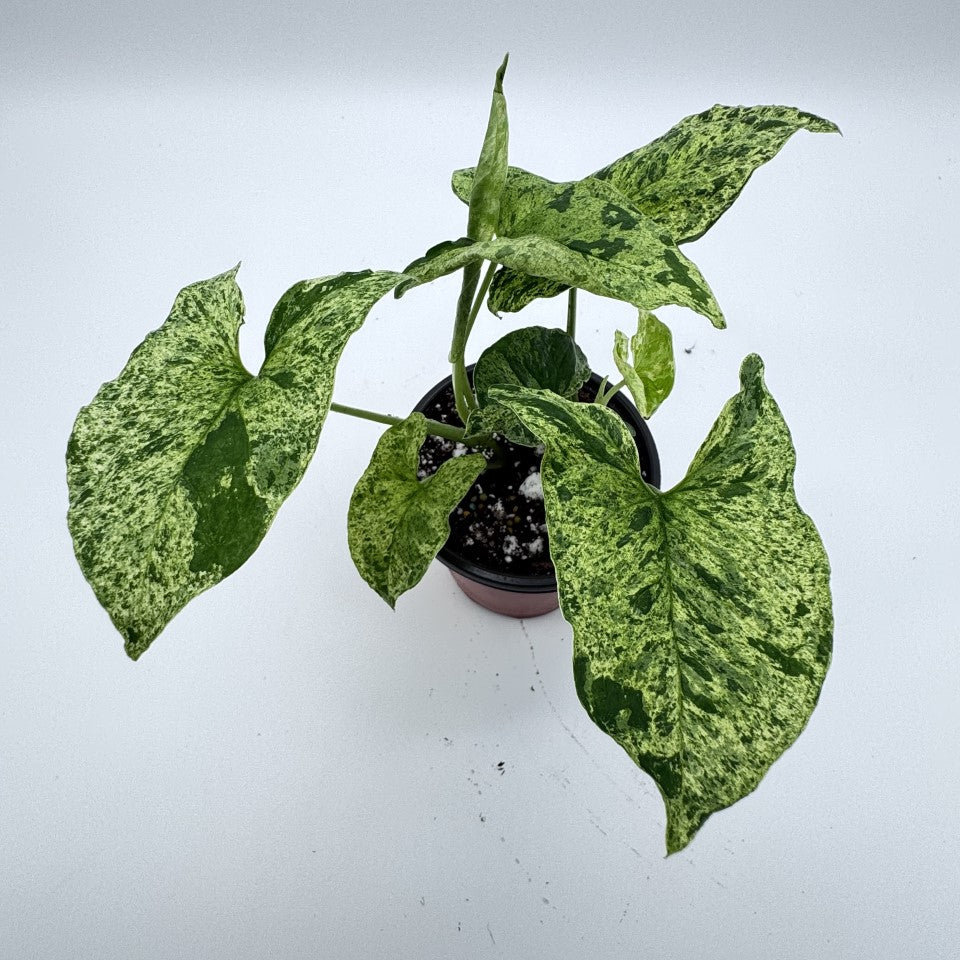 Syngonium Mojito