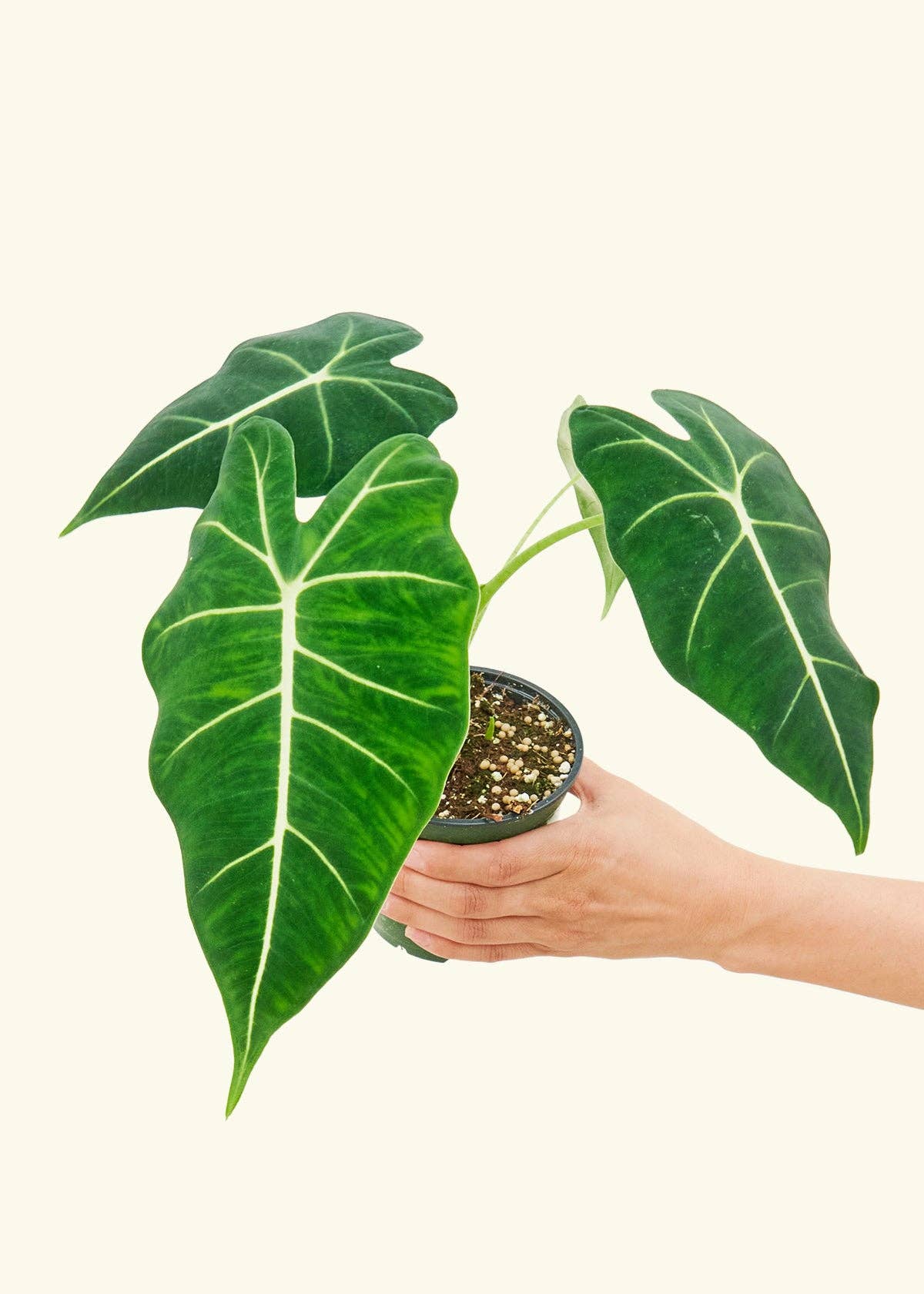 Alocasia Frydek