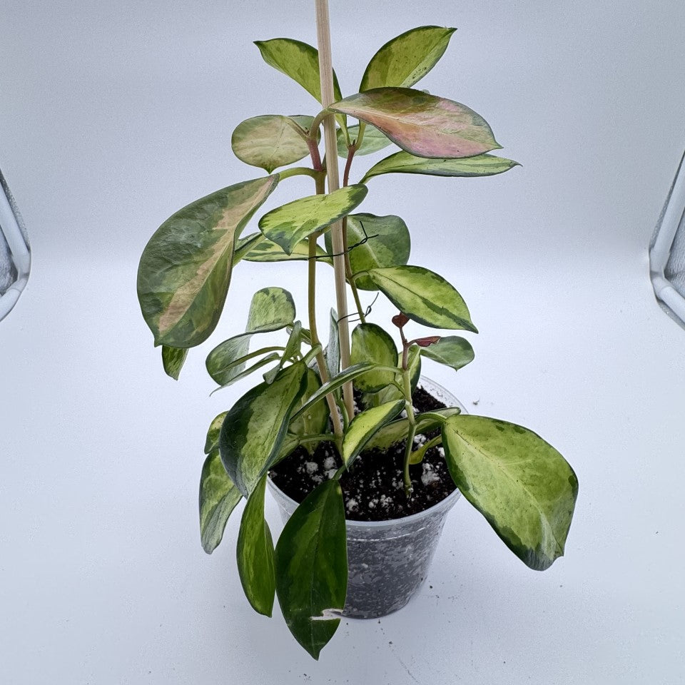 Hoya Australis 'Lisa'