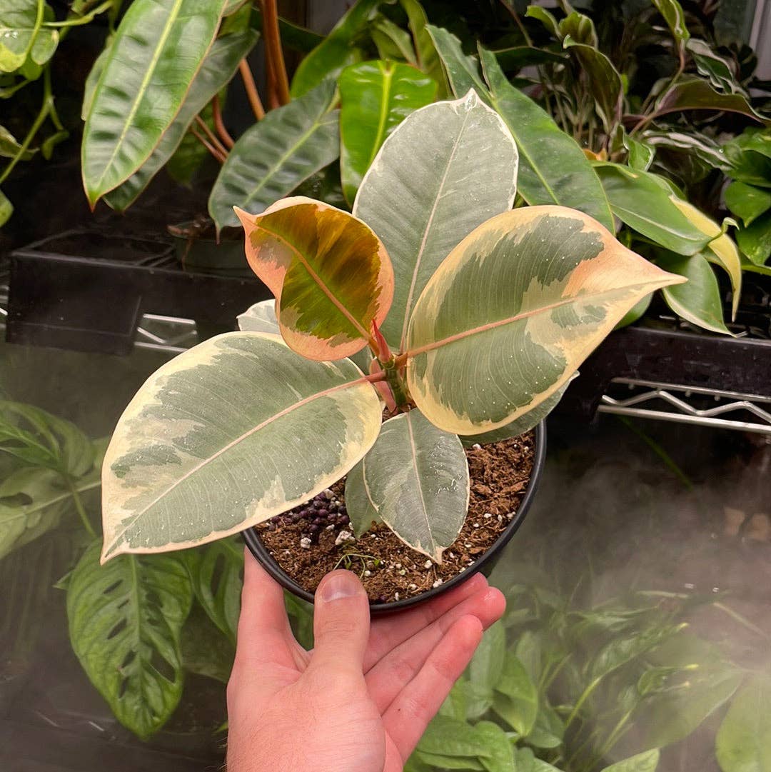 Ficus Elastica 'Ruby'