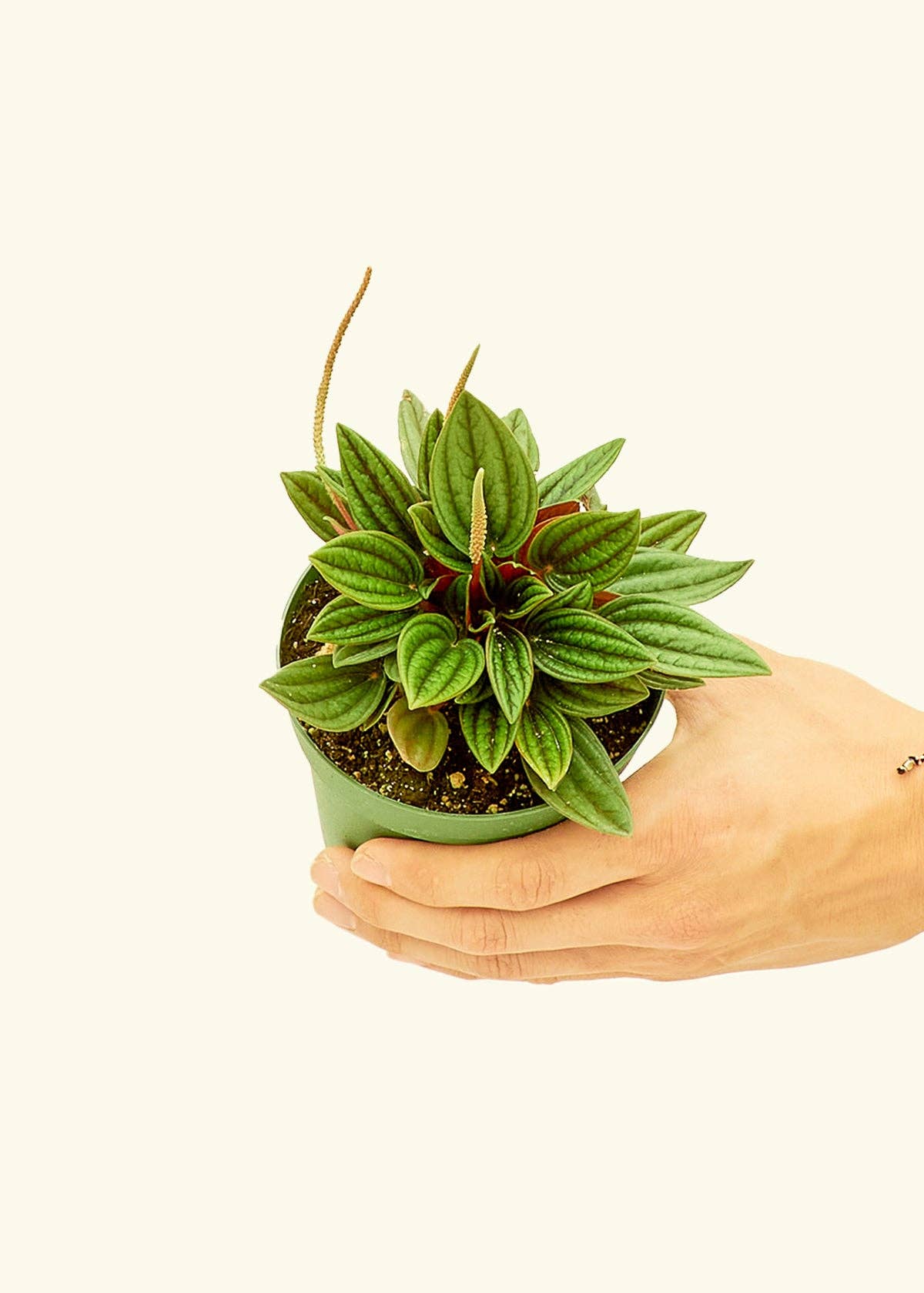 Peperomia 'Rosso'