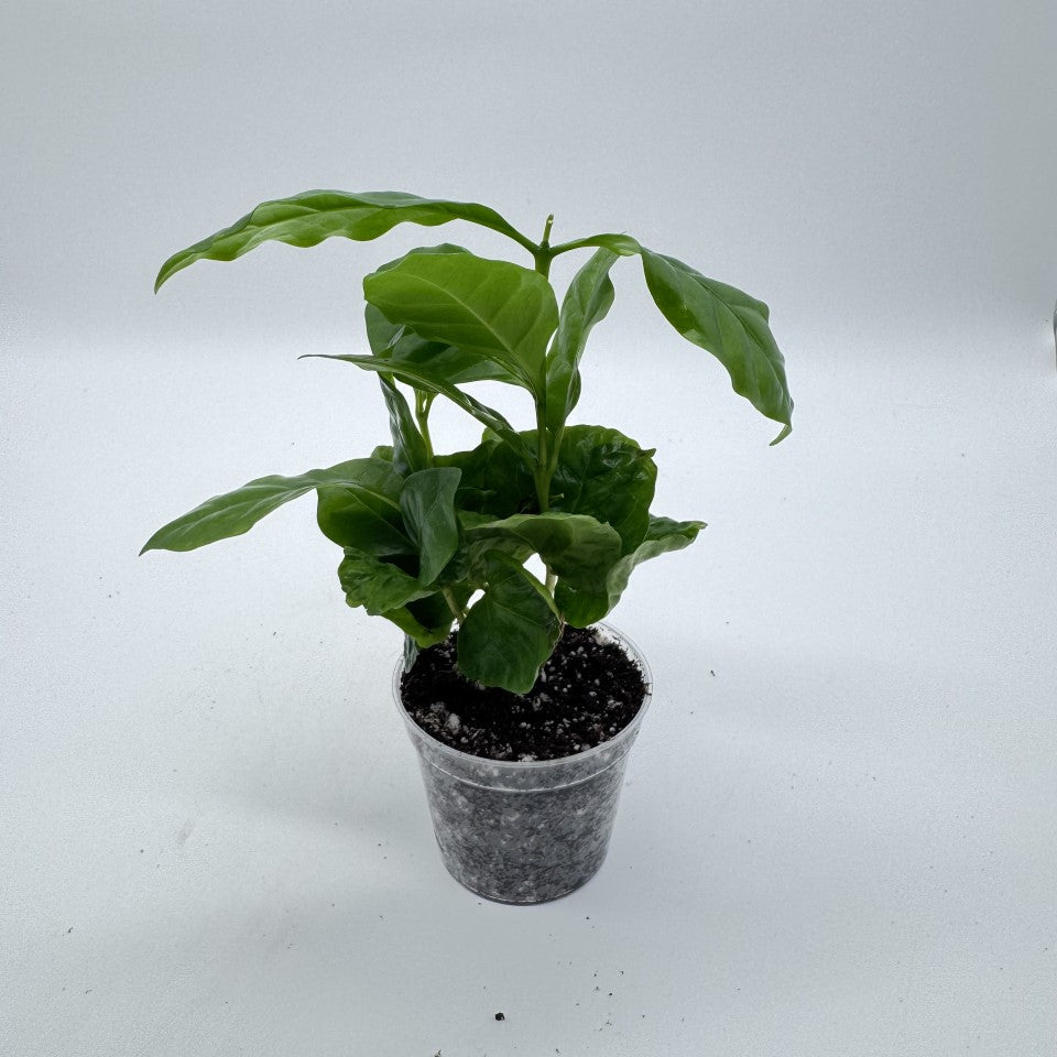Arabica Coffee Plant