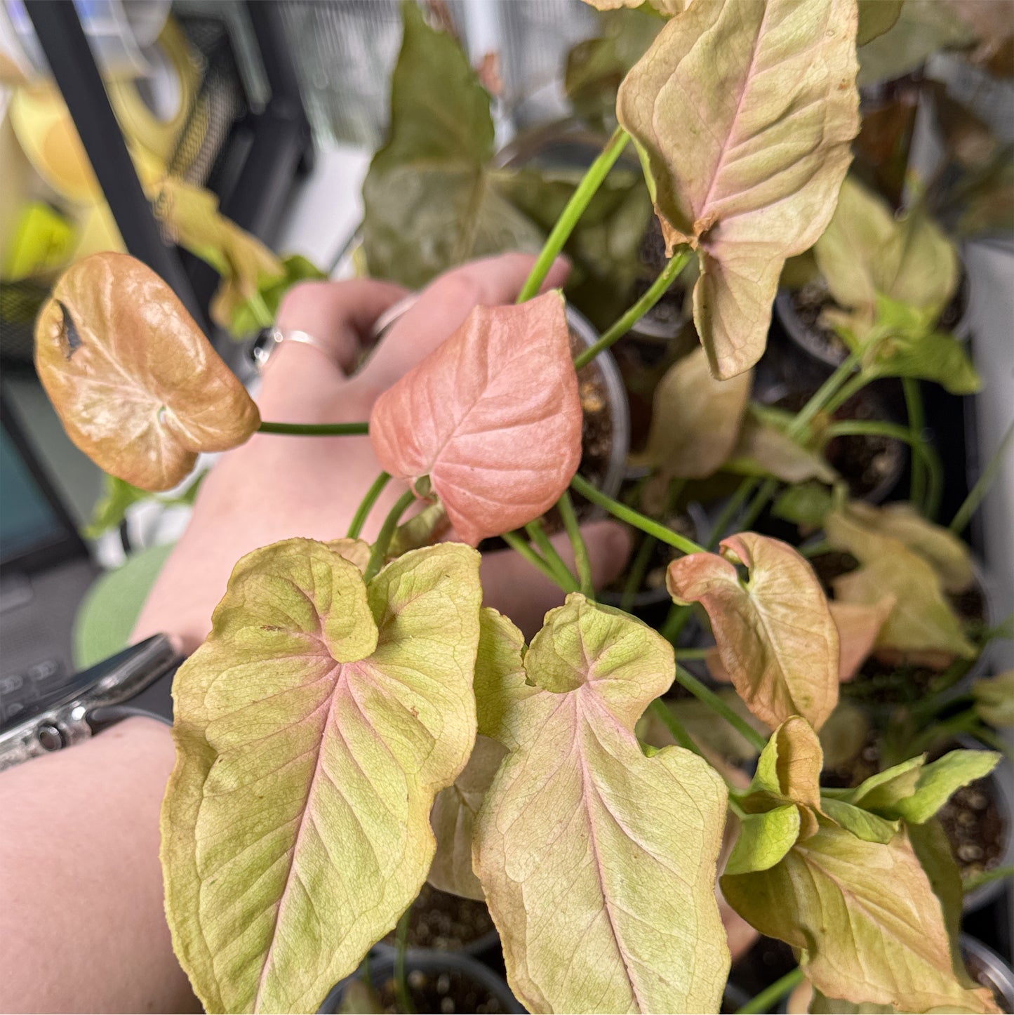 Syngonium Neon Robusta