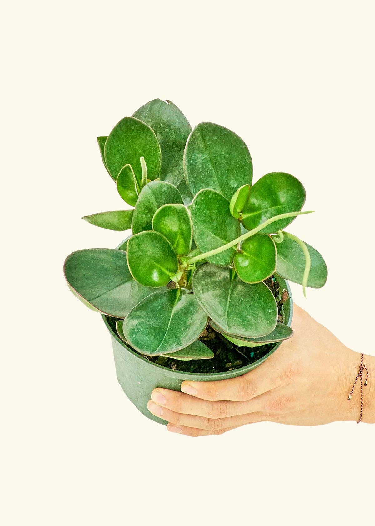 Peperomia Thailand
