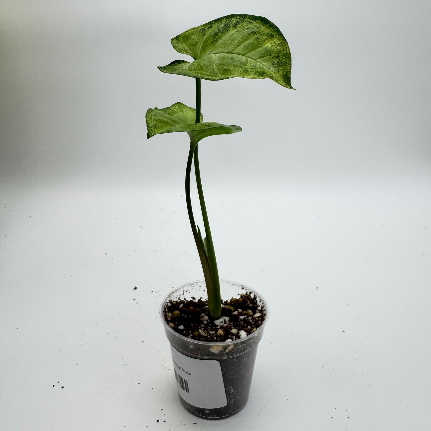 Syngonium Star Dust Pixie