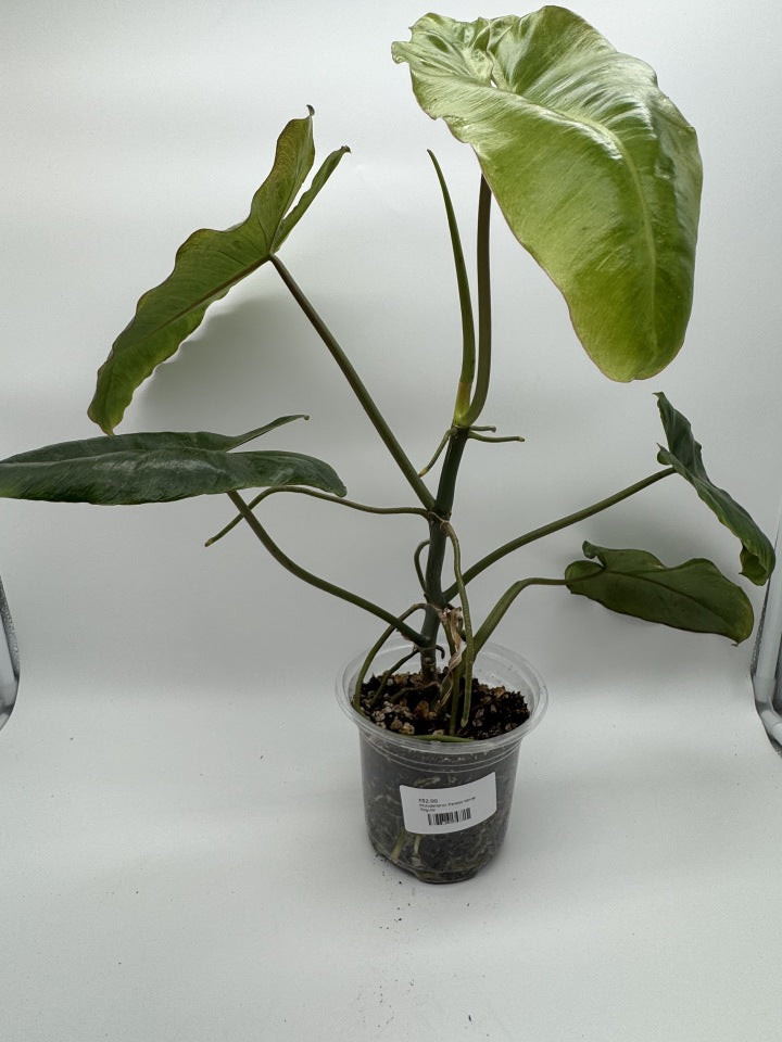 Philodendron Paraiso Verde