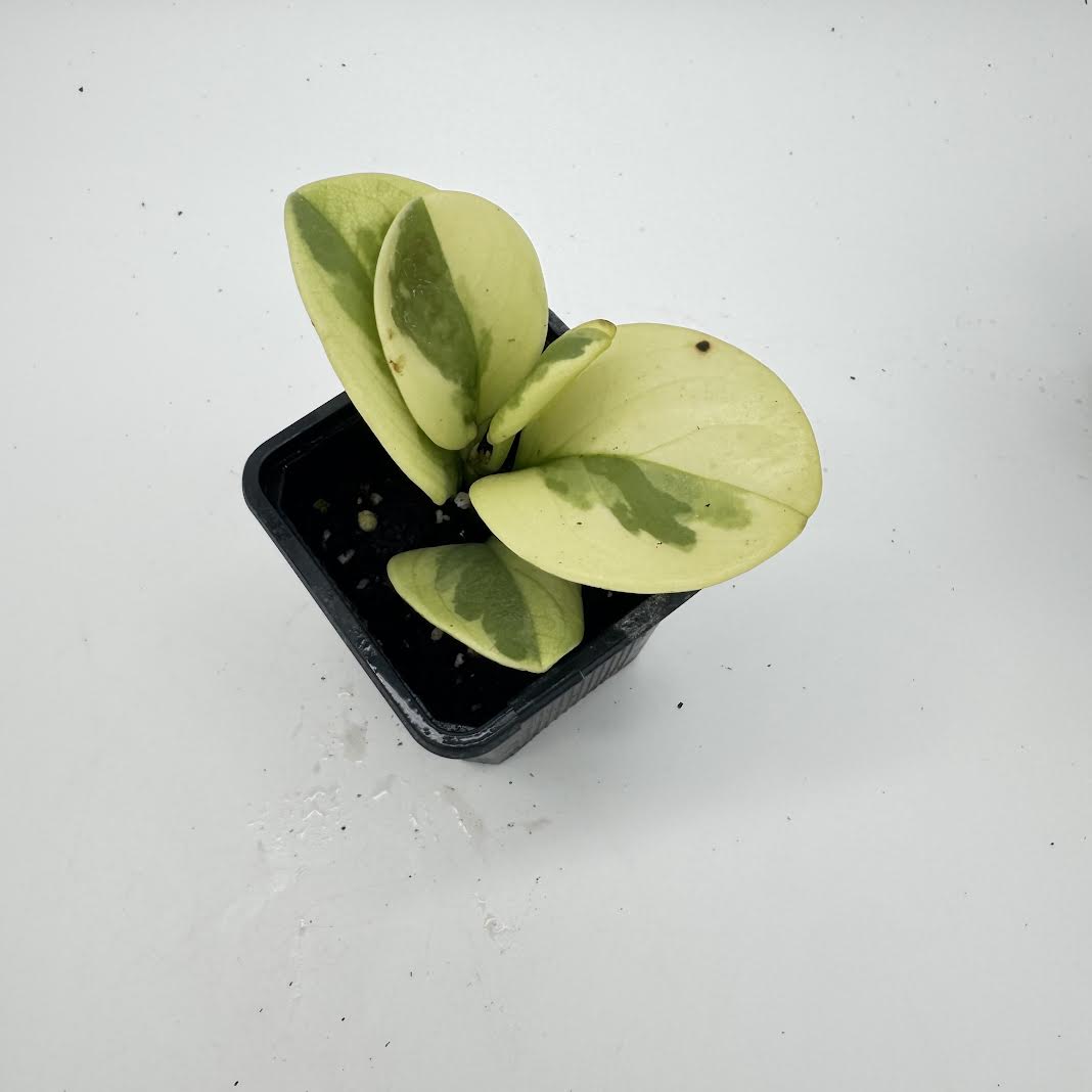 Peperomia Obtusifolia ‘Variegata’