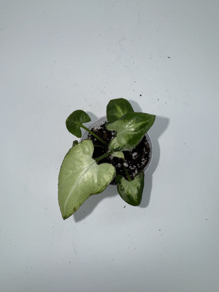 Syngonium Milk Confetti