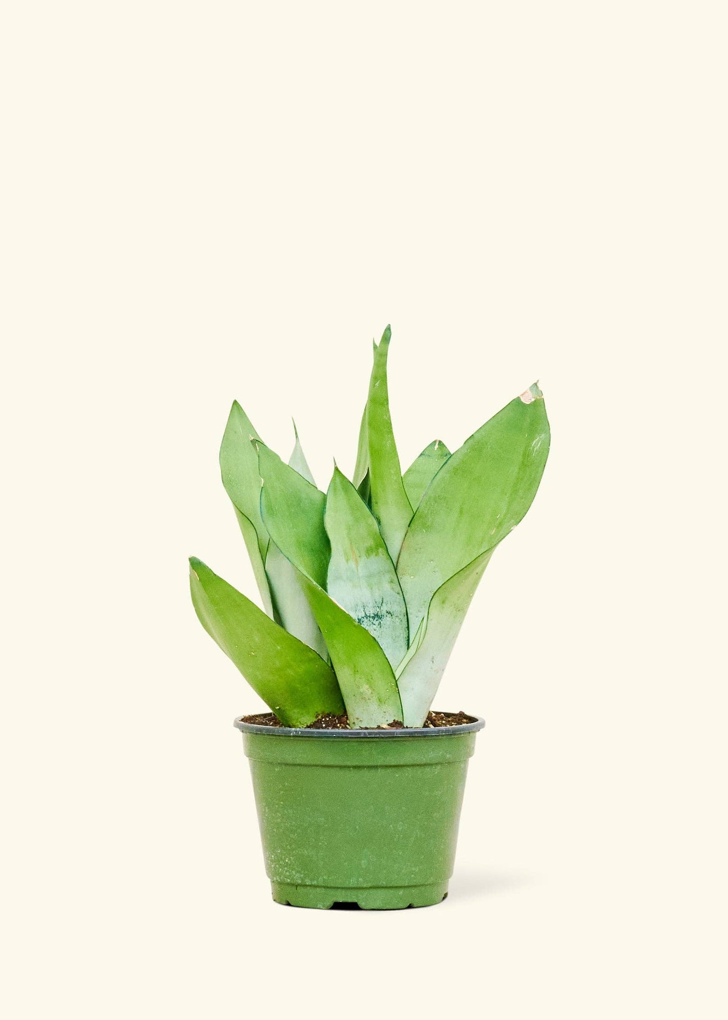 Sansevieria Trifasciata 'Moonshine'