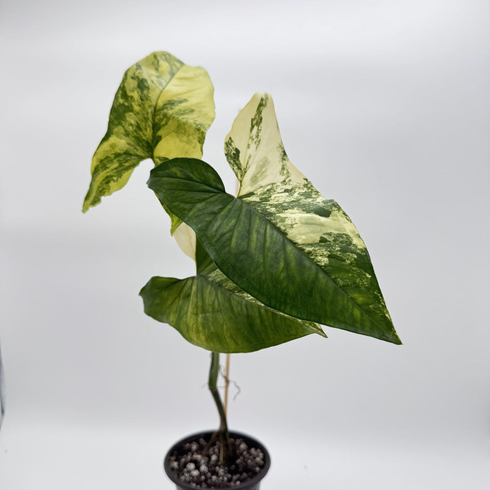Syngonium Aurea