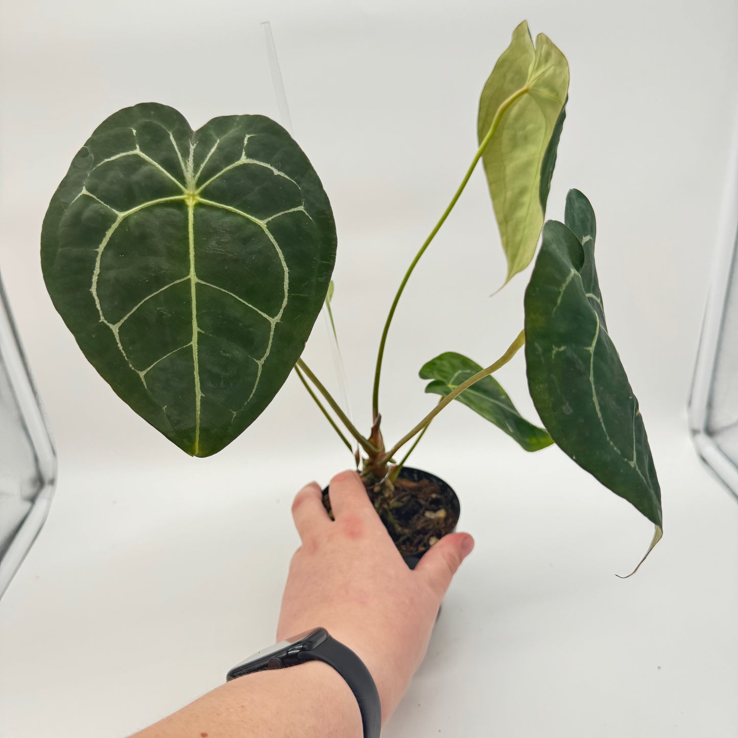 Anthurium NOID