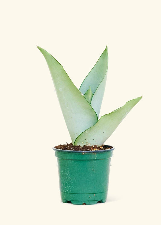 Sansevieria Trifasciata 'Moonshine'