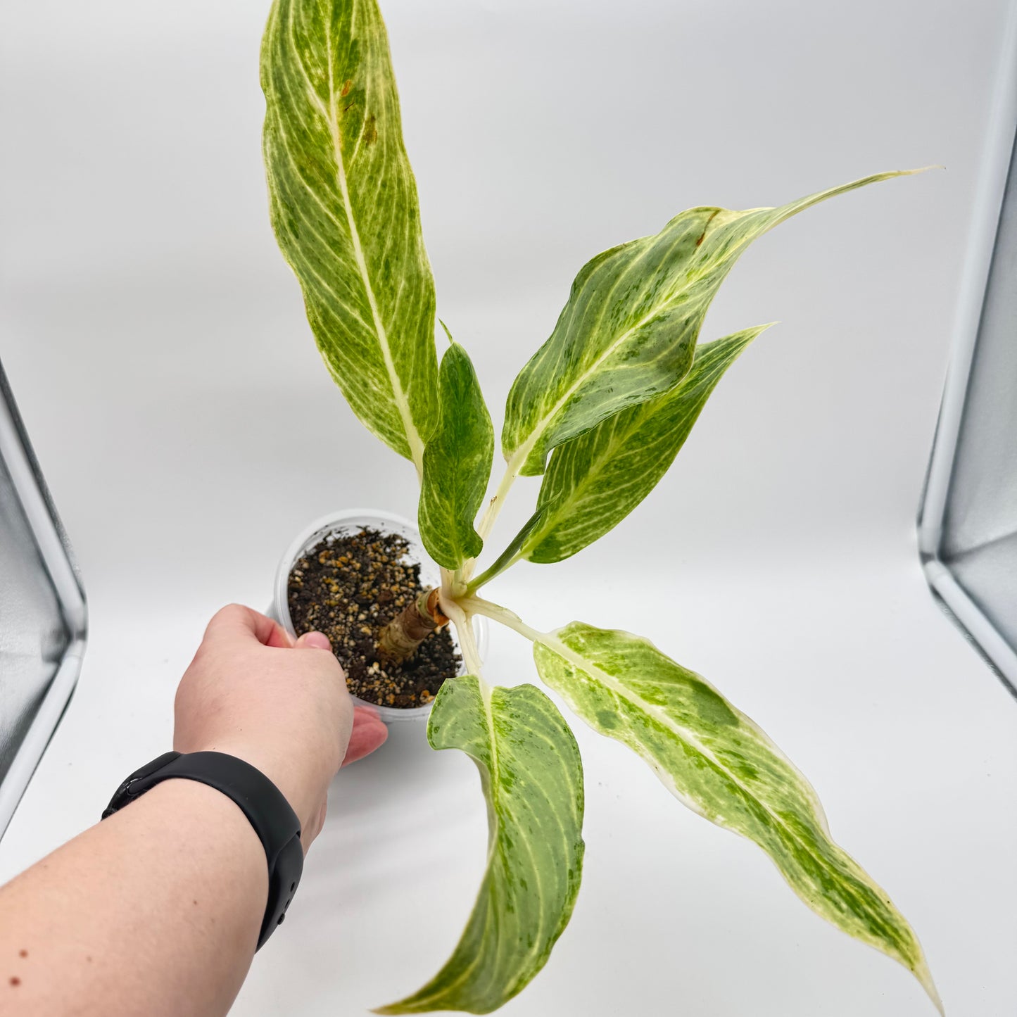 Aglaonema White Romance