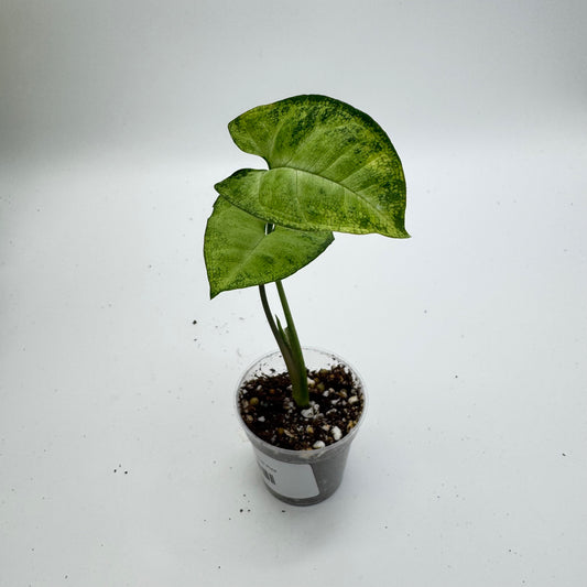 Syngonium Star Dust Pixie