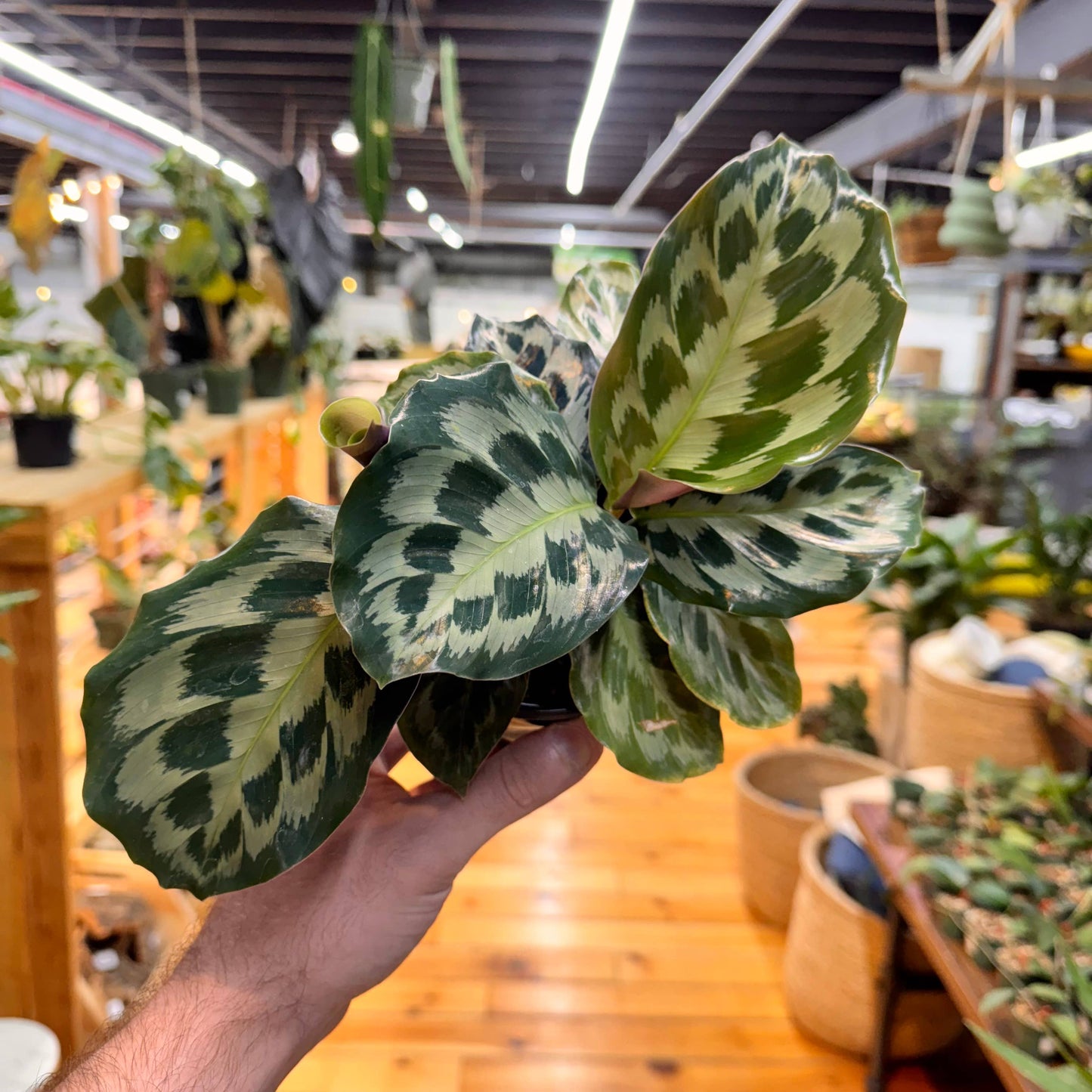 Calathea Helen Kennedy