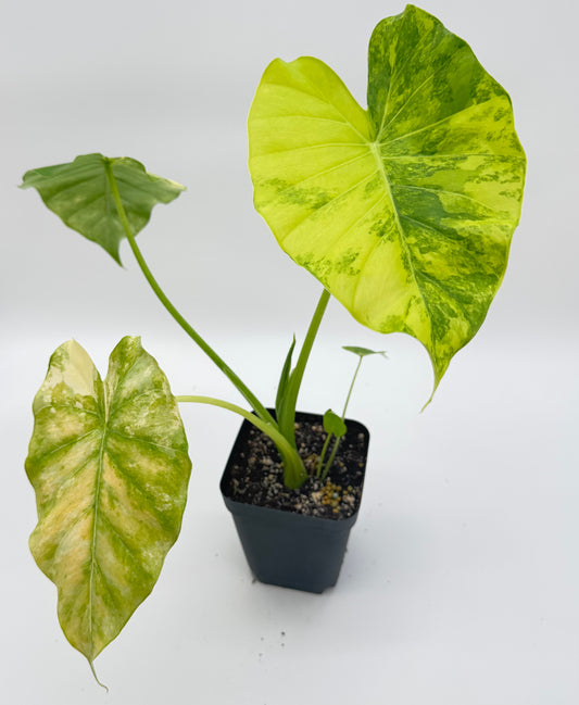 Alocasia Gagnea Aurea