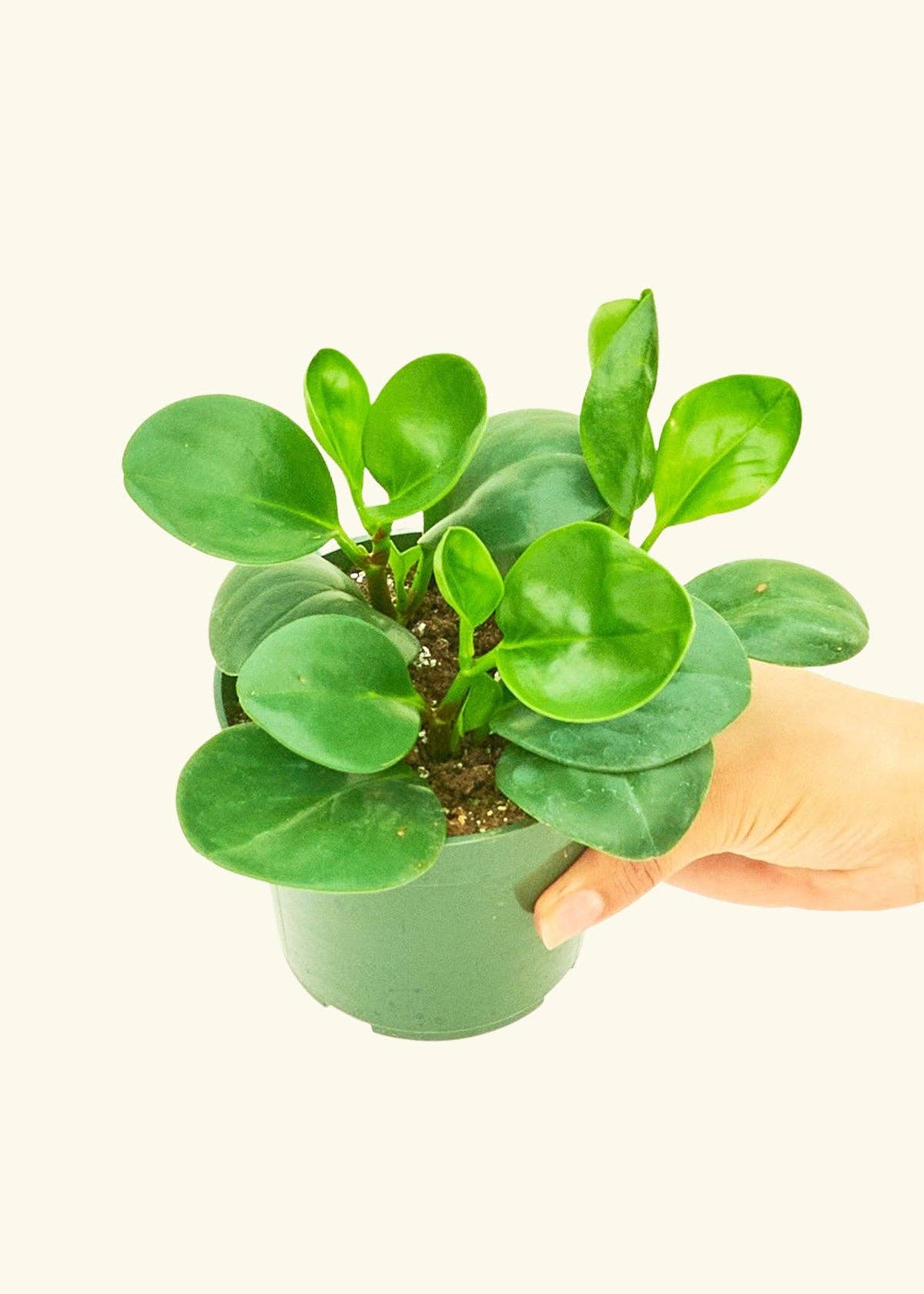 Peperomia Thailand