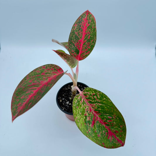 Aglaonema Red Stardust