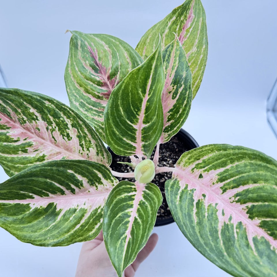 Aglaonema Mahnakorn
