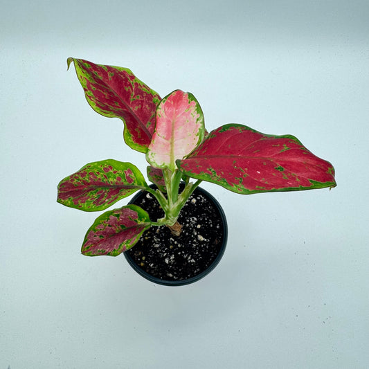 Aglaonema Black Maroon