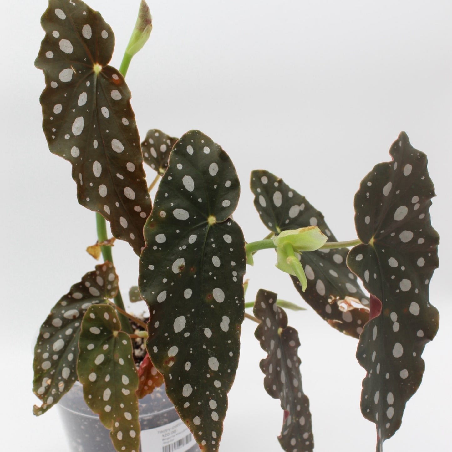 Begonia Maculata