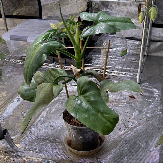 Philodendron Silver Sword